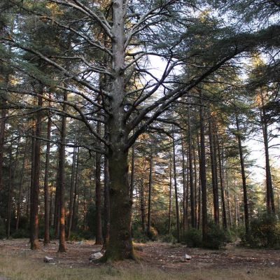 Balade dans la Forêt des Cèdres du Luberon