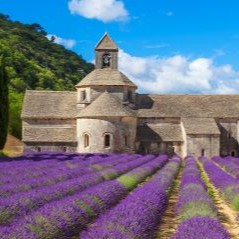 Vue de l’Abbaye de Sénanque et ses lavandes en fleur